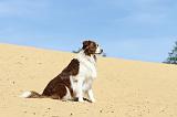 BORDER COLLIE 082